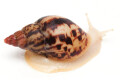 Lissachatina albopicta x fulica juvenil